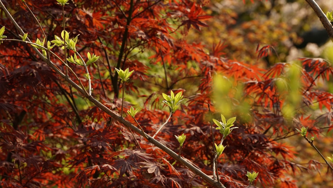 green and brown plant during daytime
