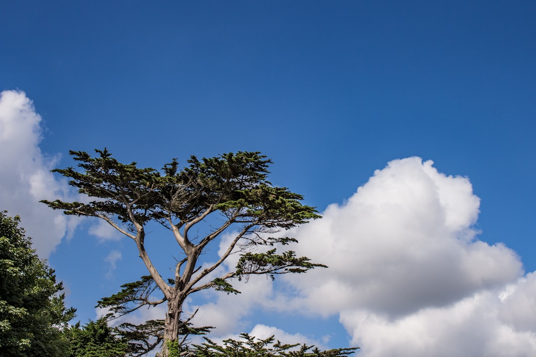 a tall tree sitting in the middle of a forest