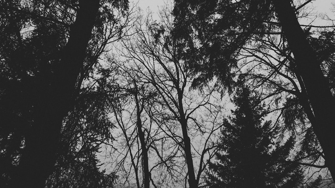 trees in a forest