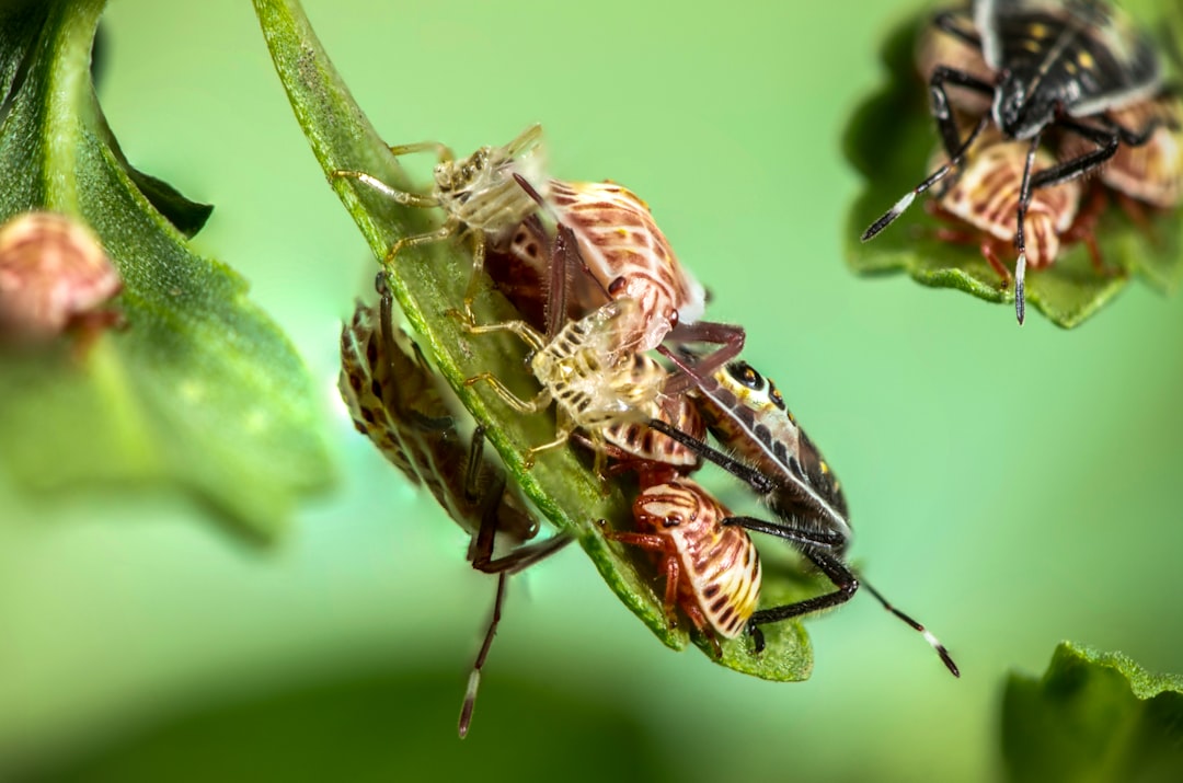 brown winged insects