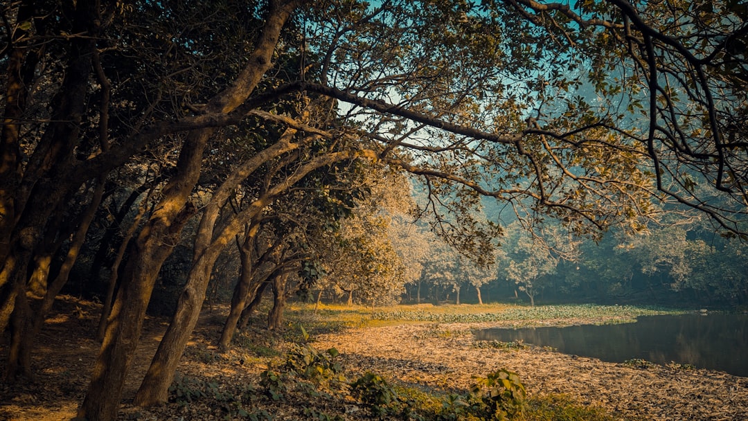 a forest filled with lots of trees next to a river