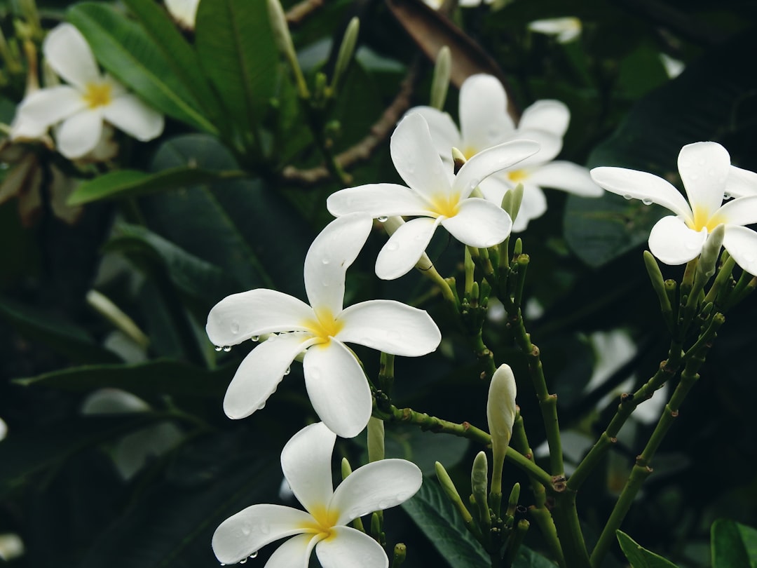 A bunch of white flowers with green leaves