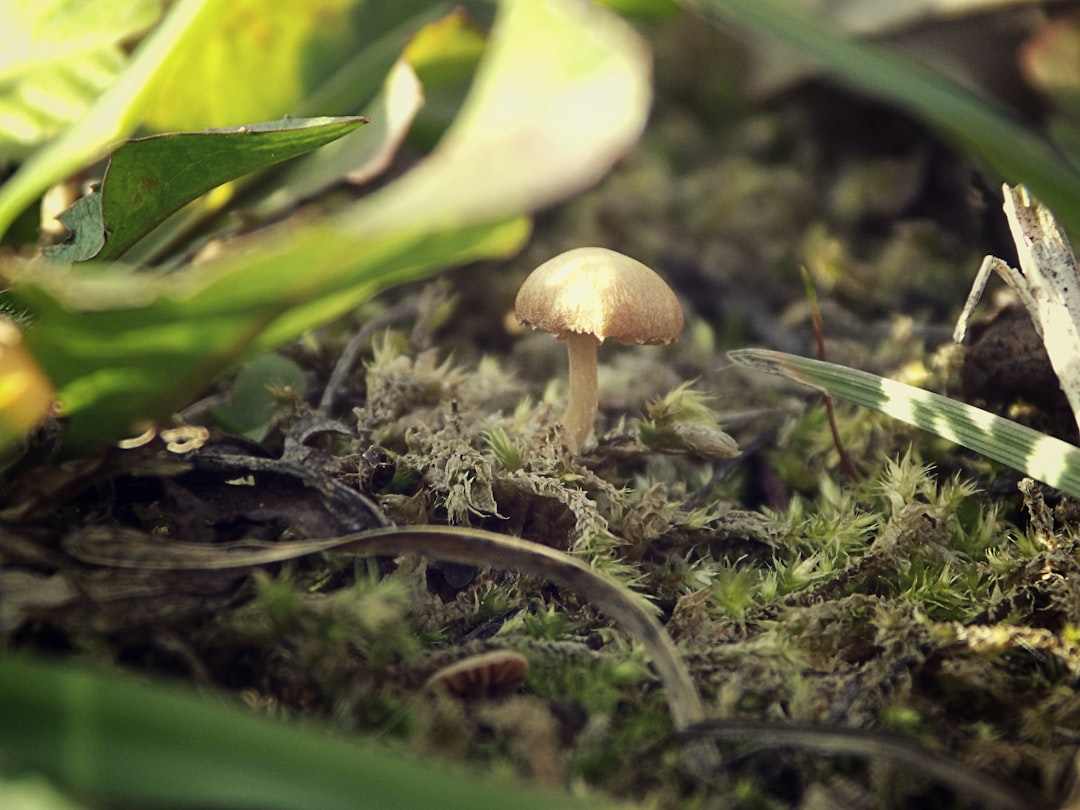 a mushroom growing in the ground